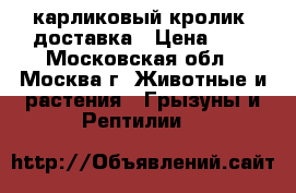 карликовый кролик. доставка › Цена ­ 1 - Московская обл., Москва г. Животные и растения » Грызуны и Рептилии   